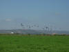 Airborne Egyptian Geese