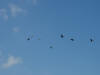 Airborne Egyptian Geese