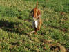 Dog in action