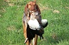 Dog in action