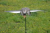Egyptian Goose Fixed Wing Decoy