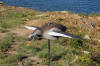 Egyptian Goose fixed wing shell decoy