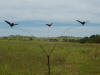 Flying pigeon "floater"