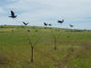 Flying pigeon 3-bird "floater"