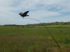 Flying pigeon "bouncer"