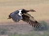 Spur-winged goose