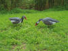 Spur-winged goose decoy shells in a field