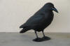 Black Crow shell